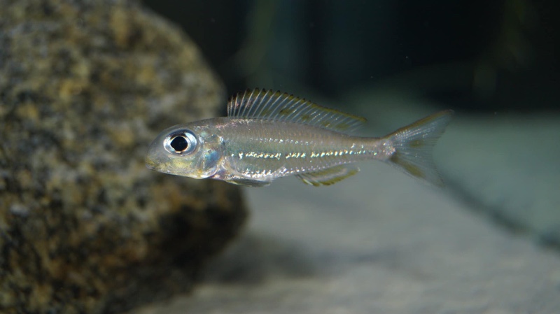 Xenotilapia ornatipinnis 'Burundi'